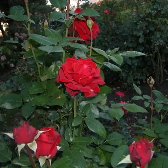 Bordo închis - trandafir teahibrid